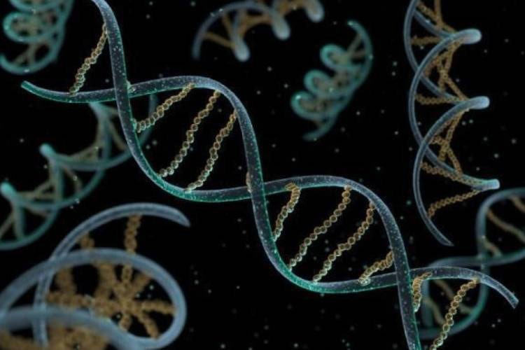 قبل از آغاز حیات، احتمالا DNA و RNA همراه هم روی زمین وجود داشته‌اند