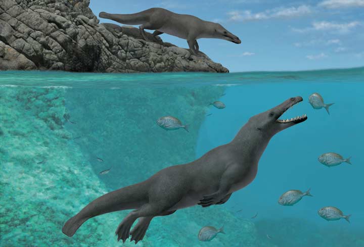 بازسازی هنری پرگوستوس پاسفیکوس، گونه‌ی به تازگی کشف شده در سواحل پرو