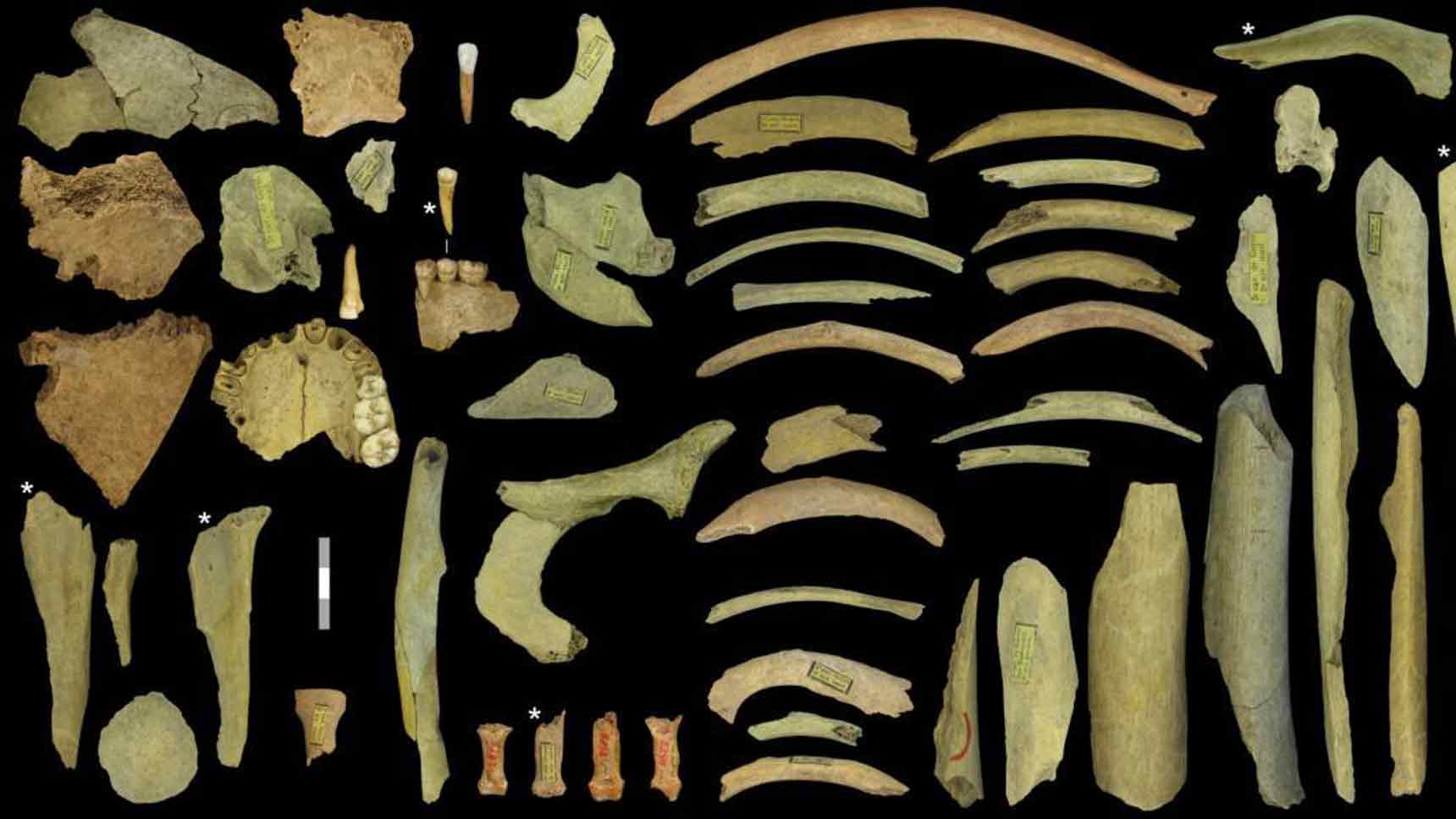 بقایای استخوان‌های انسانی و حیوانی که در غار مولا گرسی پیدا شدند