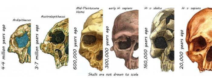 تکامل چهره انسان در طول تاریخ