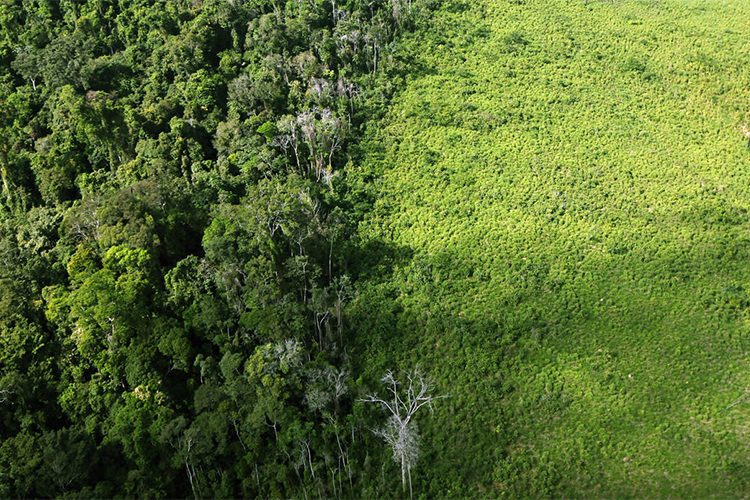 جنگل‌زدایی شدید؛ بلای جان جنگل‌های گرمسیری