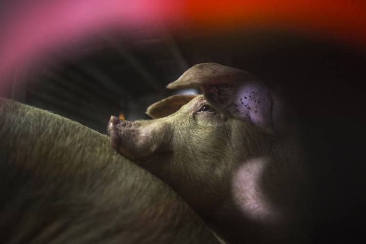 دانشمندان مغز خوک‌ها را تا چند ساعت پس از مرگ زنده نگاه داشتند
