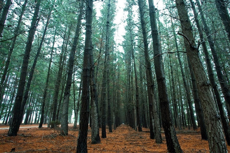 بهترین راه حذف کربن موجود در اتمسفر: احیای جنگل‌های طبیعی