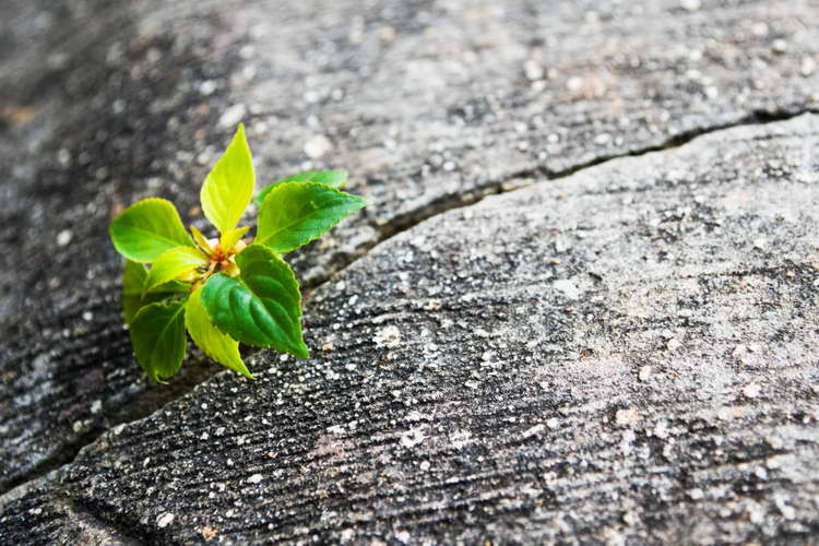 Psychological resilience