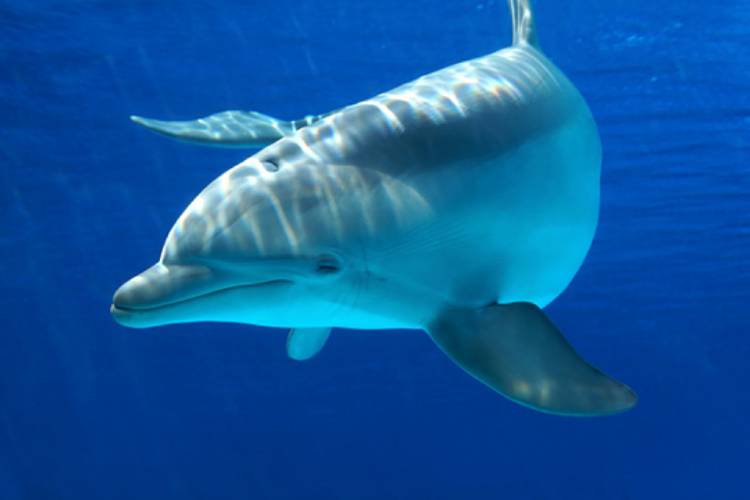 شباهت سیستم شنوایی اجداد دلفین‌ها و پستانداران سم‌دار