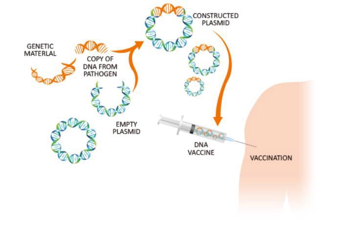 مراحل ساخت واکسن DNA