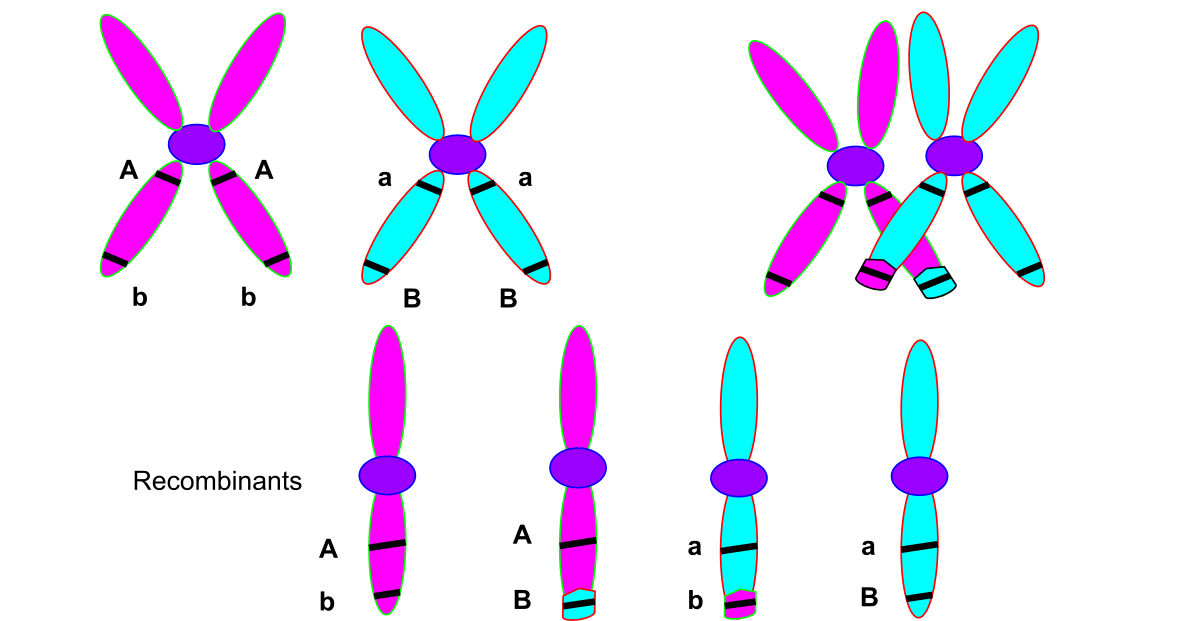 کراسینگ اور / Chromosomal crossover