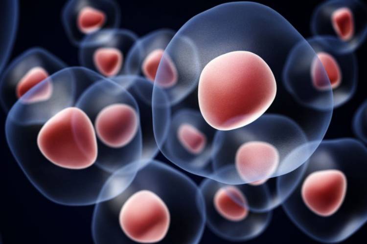 قابلیت تکامل سلول‌های نابالغ به سلول‌های بنیادی