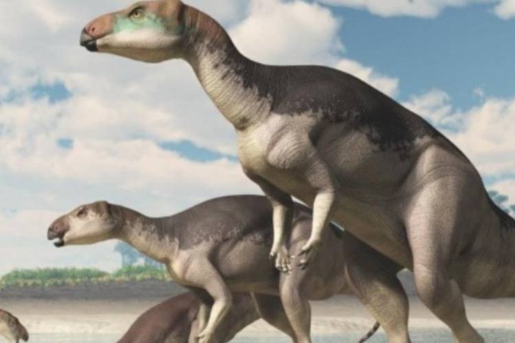 کشف فسیلی بی‌نظیر از دایناسورها در استرالیا