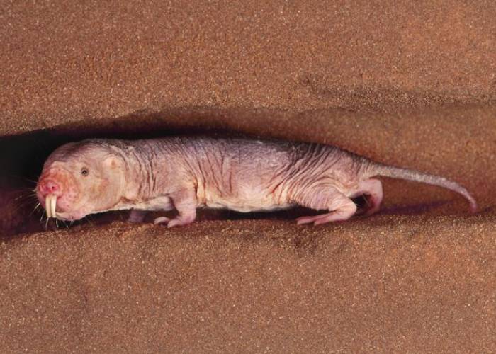 موش صحرایی برهنه