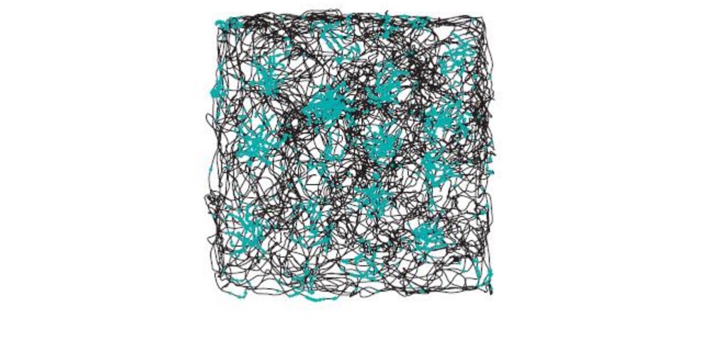 سلول های شبکه‌ای