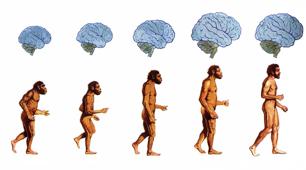 تکامل مغز انسان