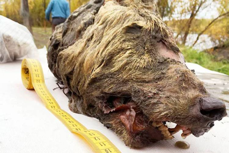 کشف سر ۳۰ هزار ساله‌ی یک گرگ در سیبری