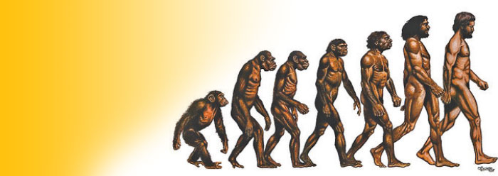 تکامل انسان / human evolution