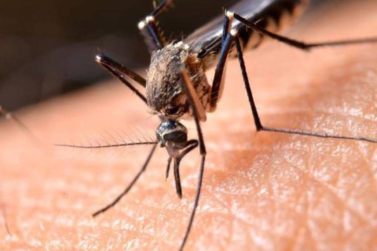 طراحی سلاحی مرگبار دربرابر پشه‌های ناقل مالاریا