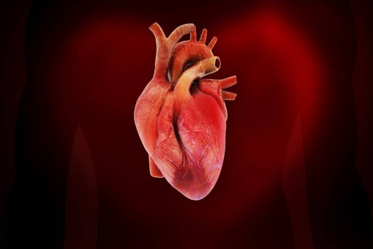 ترمیم آسیب‌دیدگی قلب به‌کمک پچ‌های حاوی سلول بنیادی