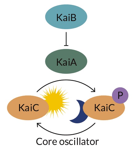 پروتئین KaiA