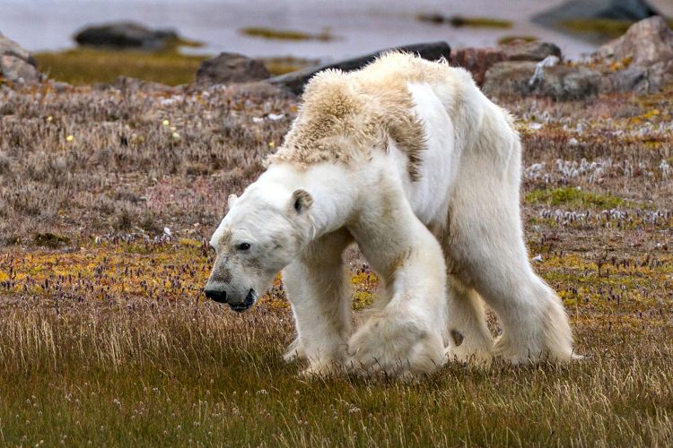 چرا خرس قطبی تصویر انکارناپذیر تغییرات اقلیمی است؟