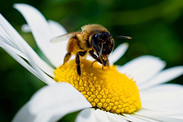 زنبورها و درک زبان نمادین ریاضیات