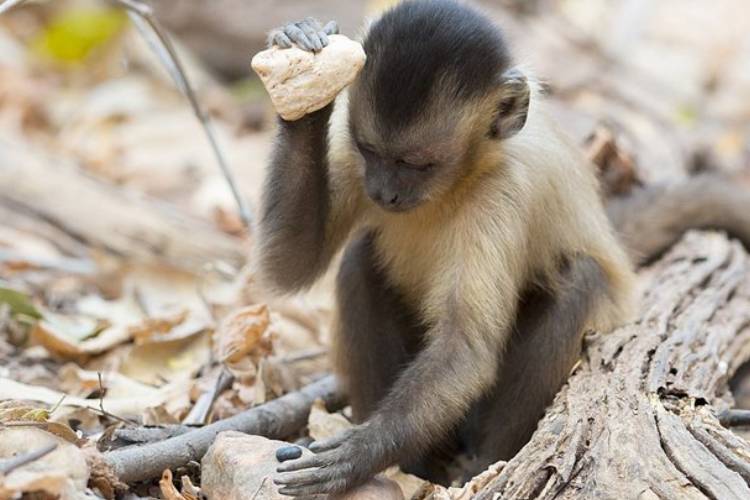 میمون‌های کاپوچین در عصر حجر خودشان زندگی می‌کنند