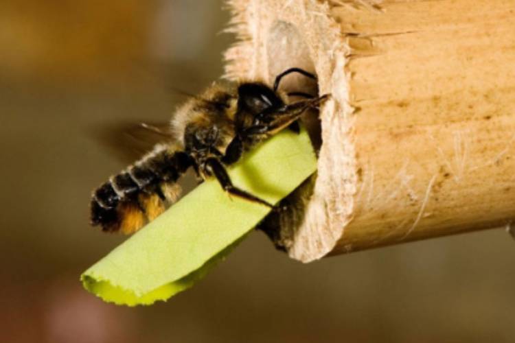 کشف آشیانه‌های پلاستیکی زنبورهای وحشی در آرژانتین
