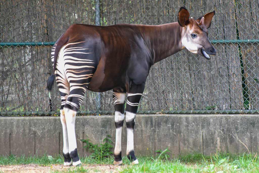 زرافه‌ گردن‌ کوتاه/ Okapi