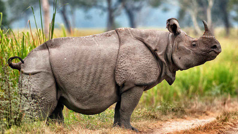  کرگدن جاوه‌ای / Javan Rhinoceros