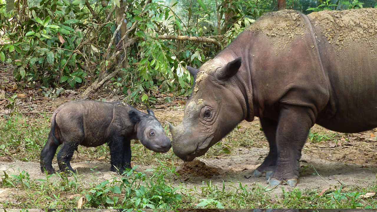 کرگدن سوماترایی / Sumatran rhinoceros