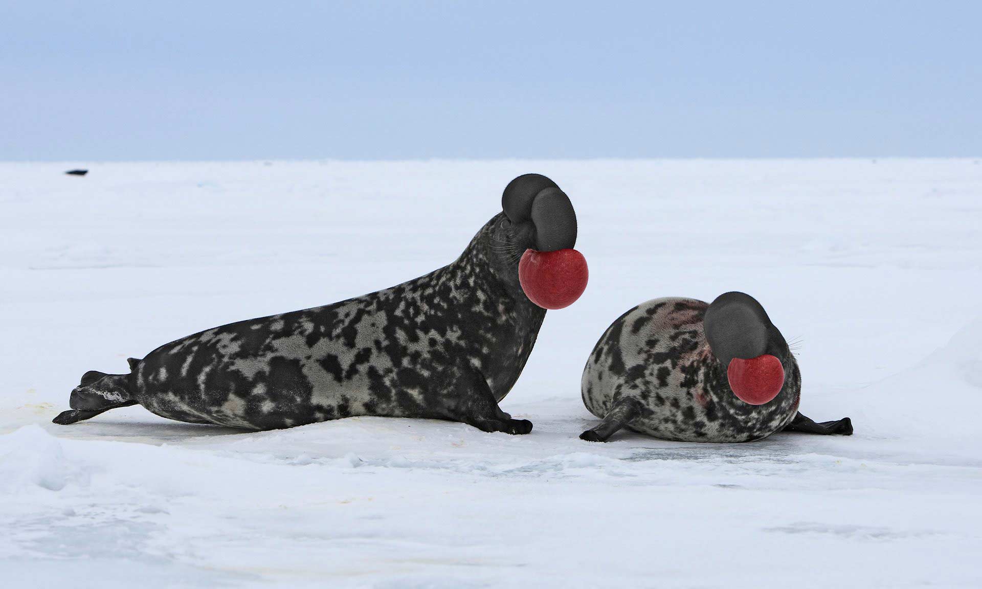 فک سرپوش‌دار / Hooded Seal