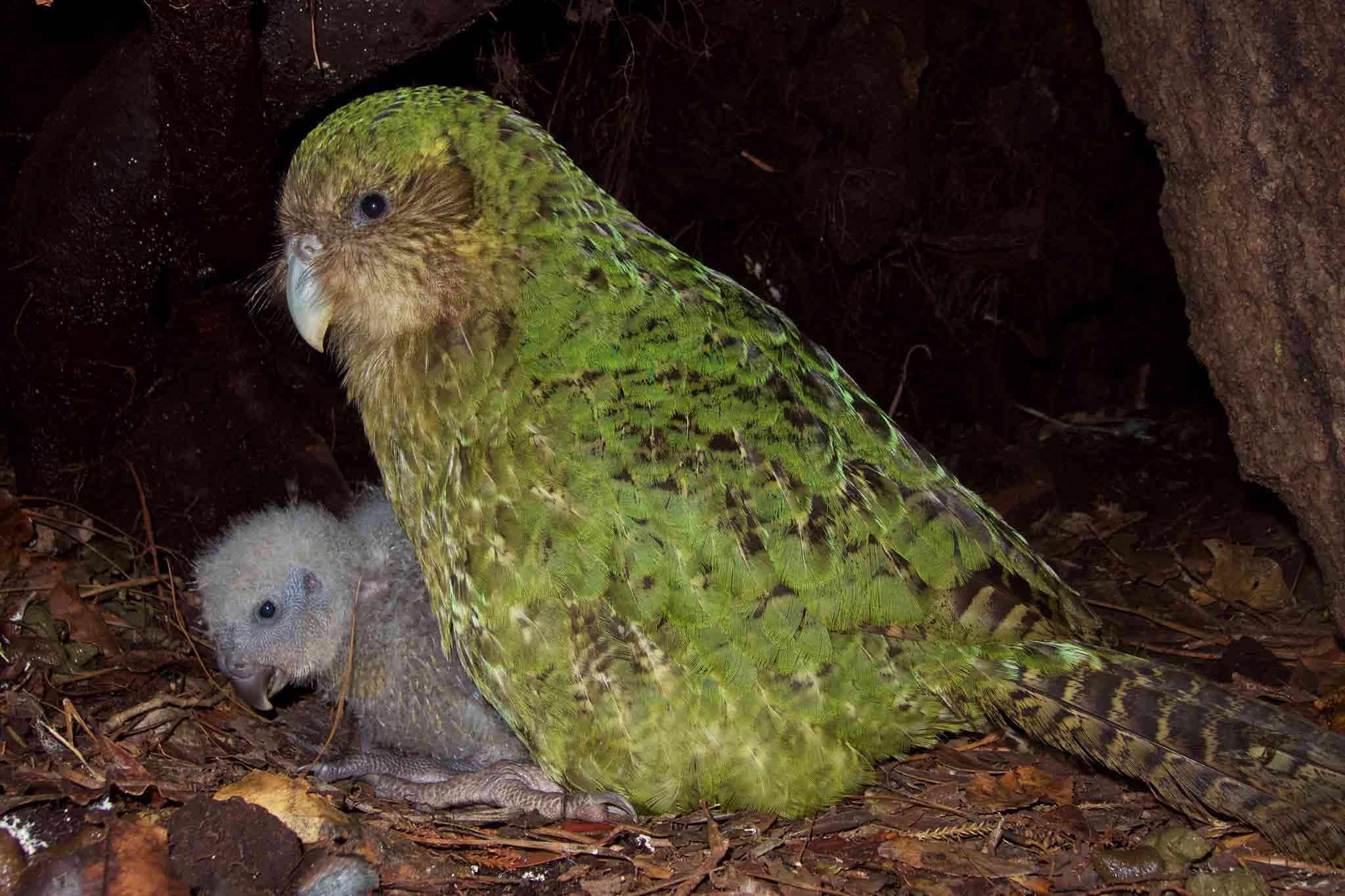 کاکاپو / Kakapo