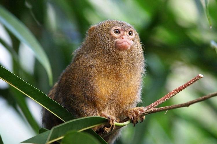 کشف کوچک‌ترین فسیل میمون جهان در جنگل آمازون