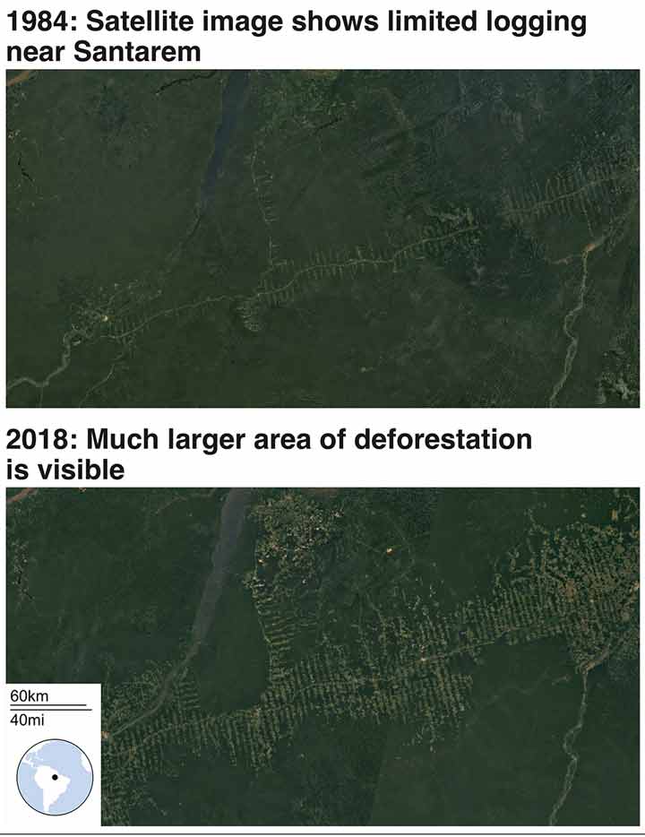 تصویر ماهواره‌ای که قطع درختان در سال ۱۹۸۴ و ۲۰۱۸ در منطقه سانتارم را با هم مقایسه می‌کند