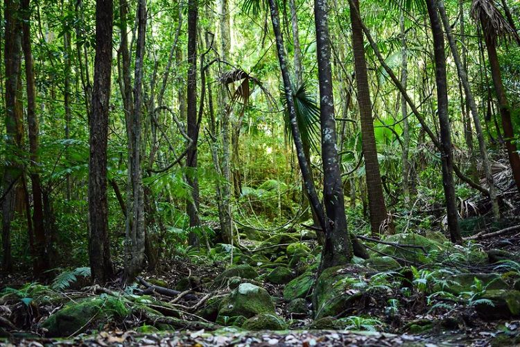 احیای گسترده جنگل‌ها و تاثیر چشمگیر آن بر کاهش روند گرمایش جهانی