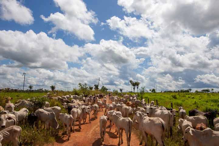 ایجاد مراتع جدید برای گاوها 