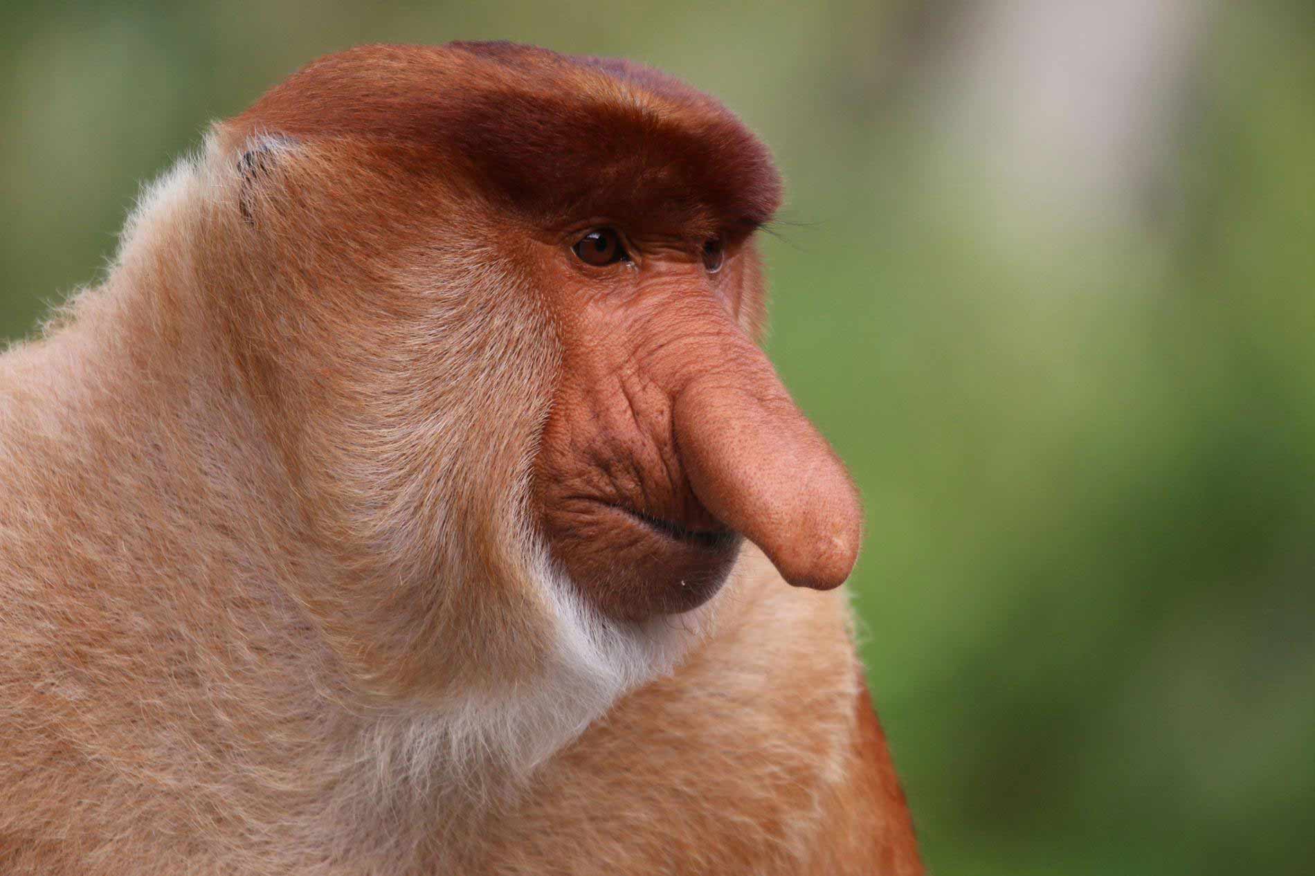 میمون دماغ دراز / Proboscis Monkey