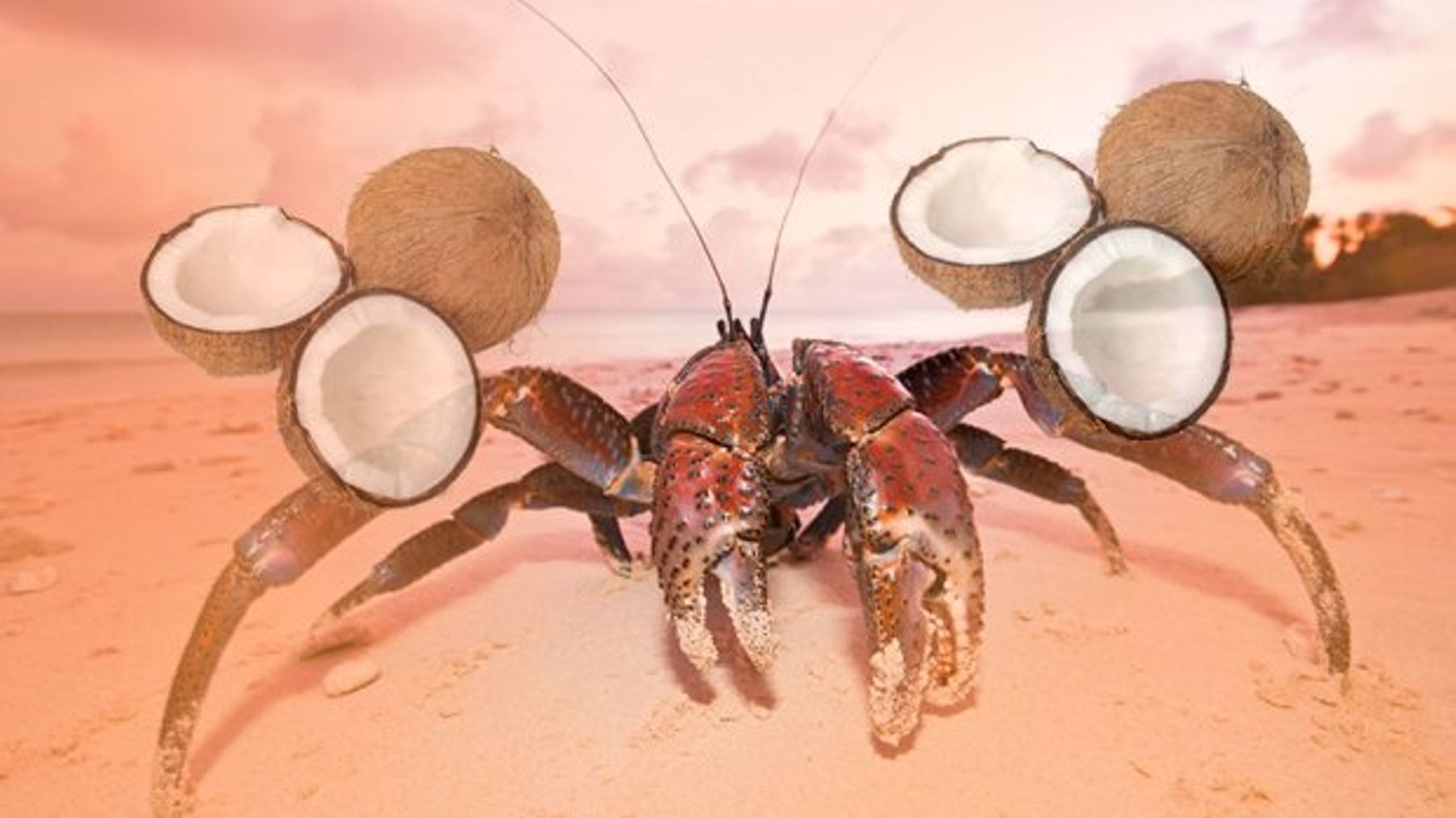 خرچنگ نارگیل / Coconut crabs