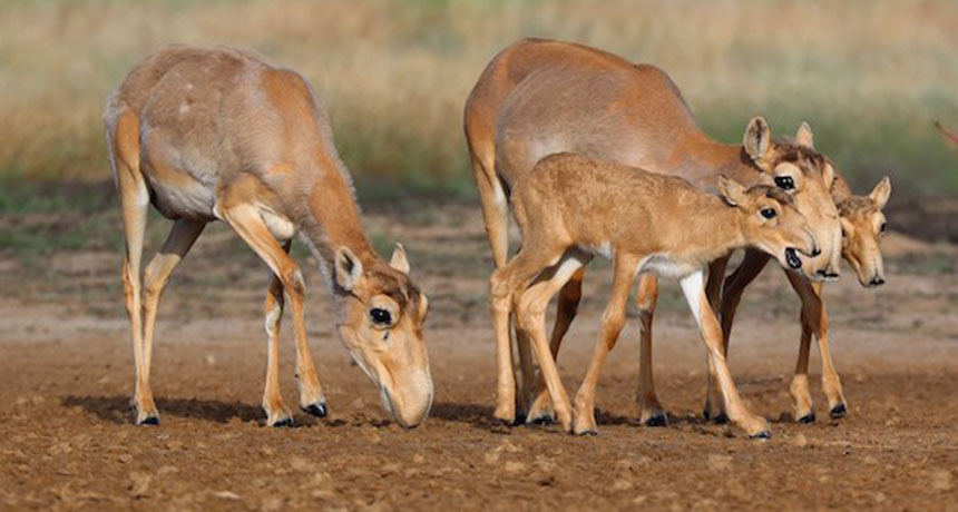 بز کوهی کل سکایی یا سایگا / Saiga Antelope