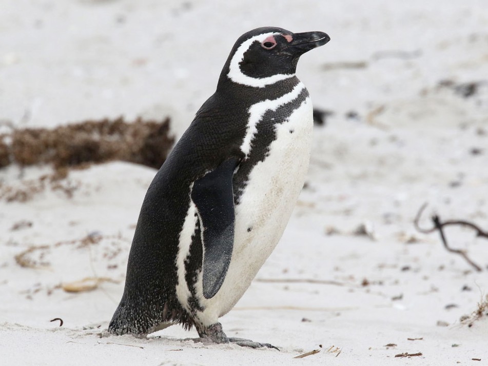 پنکوئن ماژلان / Magellanic penguin