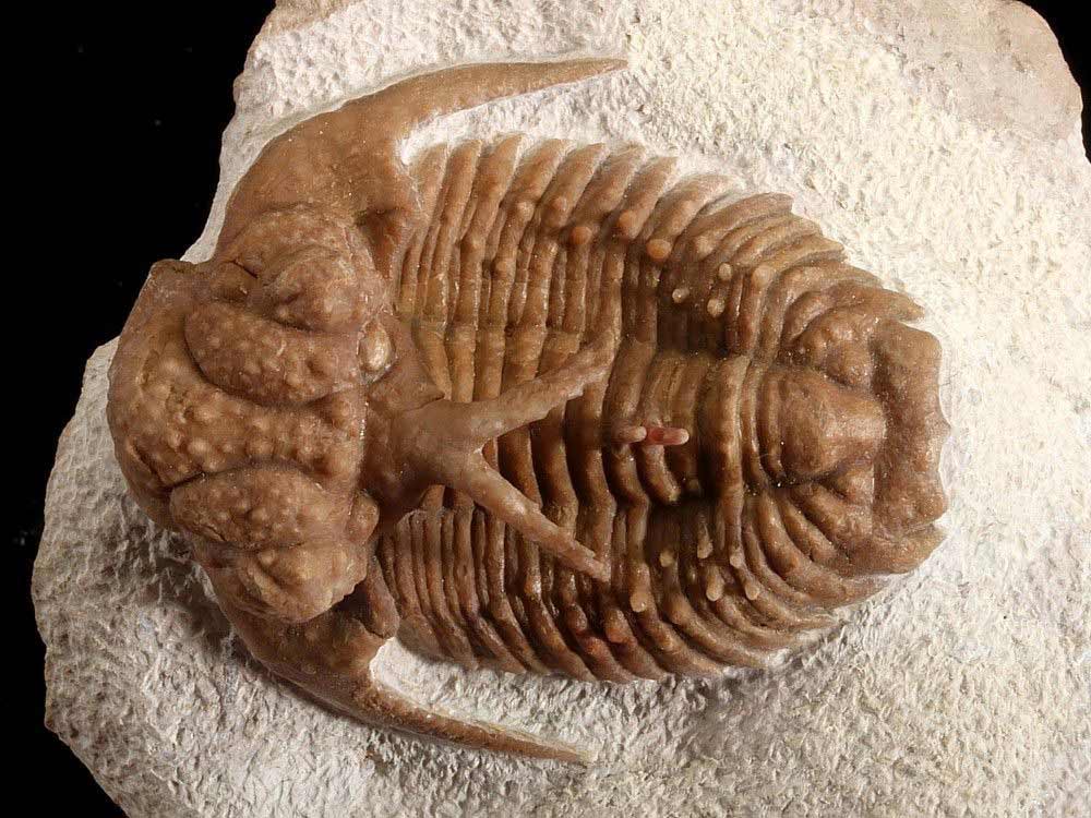 تریلوبیت (Trilobite)