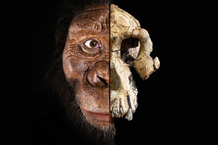 کشف جمجمه یکی از کمیاب‌ترین اجداد انسان اولیه