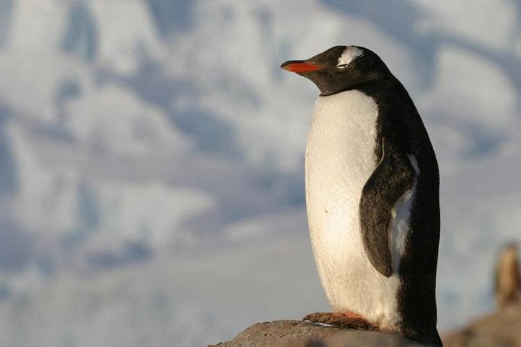 کشف فسیل پنگوئنی به‌اندازه انسان