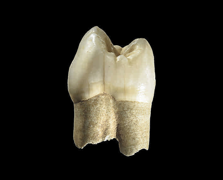 دندان کشف شده در غار وزمه