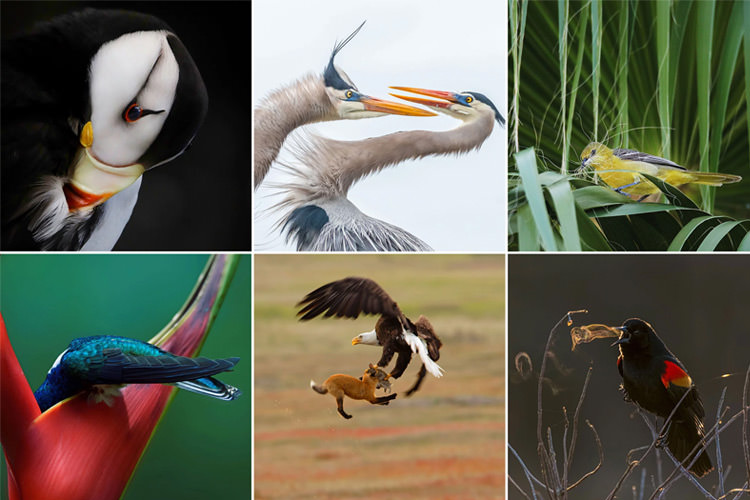 برندگان دهمین مسابقه عکاسی Audubon معرفی شدند