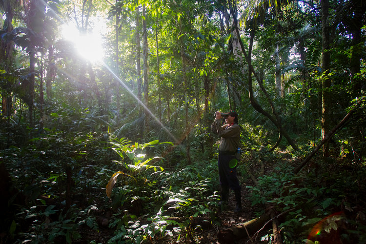 آیا واقعا جنگل‌های آمازون ۲۰ درصد اکسیژن ما را تامین می‌کند؟