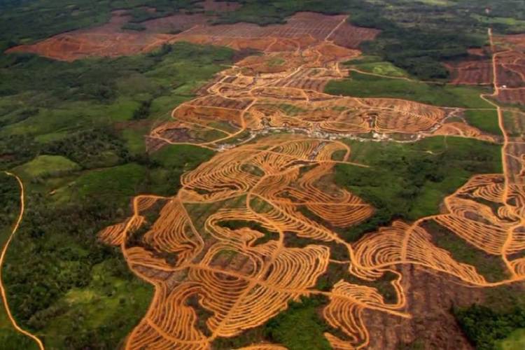 تخریب وسیع جنگل‌های آمازون در برزیل و تاثیرات نامطلوب حاصل از آن