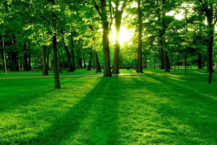 پژوهشی تازه درباره درختان و نقش آن‌ها در تغییرات اقلیمی