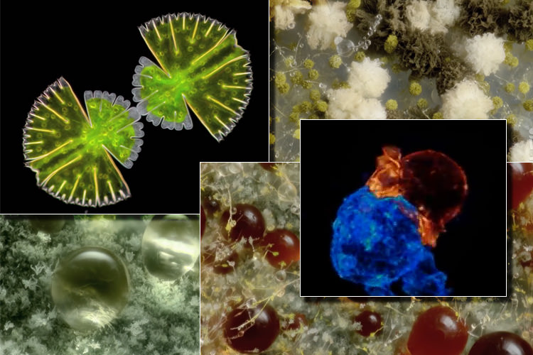 تایم‌لپس‌های میکروسکوپی؛ دریچه نیکون به دنیای کوچک در حال حرکت