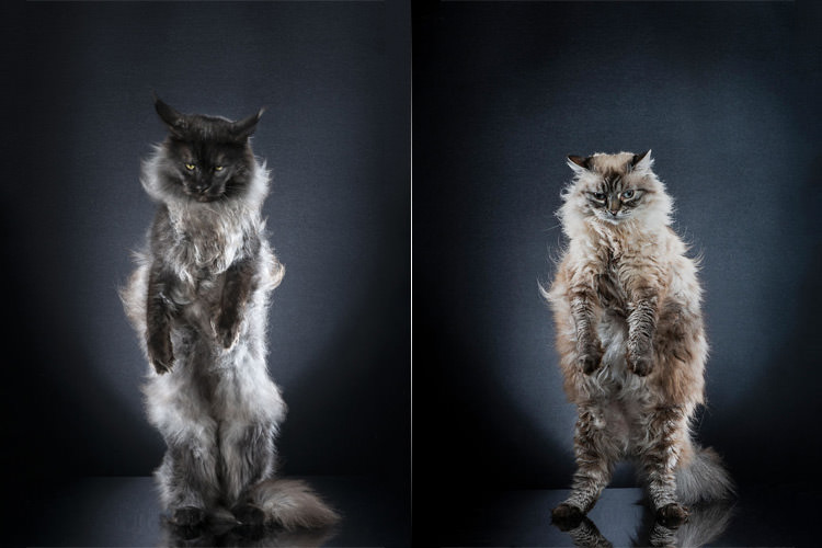 گربه‌های ایستاده؛ عکاسی از حیوانات این‌بار با الهام از انیمیشن