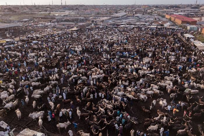 بازار گاو در نیجریه