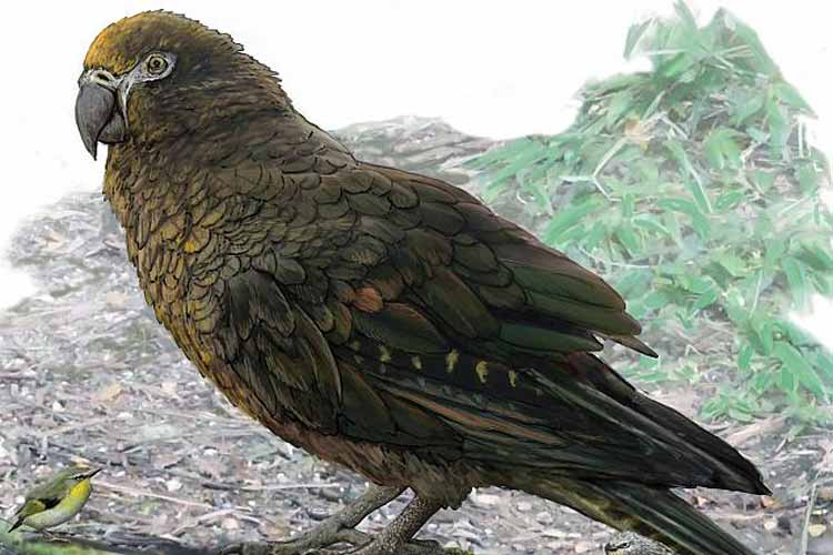 کشف فسیل بزرگ‌ترین طوطی تاریخ در نیوزیلند